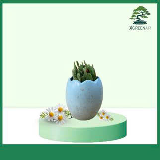 Cây Xương Rồng